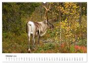 Finnland: eine tierische Entdeckungsreise (Wandkalender 2024 DIN A2 quer), CALVENDO Monatskalender - Abbildung 12