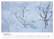 Finnland: eine tierische Entdeckungsreise (Wandkalender 2024 DIN A2 quer), CALVENDO Monatskalender - Abbildung 14