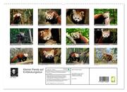 Kleiner Panda auf Entdeckungstour (hochwertiger Premium Wandkalender 2024 DIN A2 quer), Kunstdruck in Hochglanz - Abbildung 1