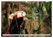 Kleiner Panda auf Entdeckungstour (hochwertiger Premium Wandkalender 2024 DIN A2 quer), Kunstdruck in Hochglanz - Abbildung 2