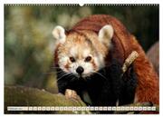 Kleiner Panda auf Entdeckungstour (hochwertiger Premium Wandkalender 2024 DIN A2 quer), Kunstdruck in Hochglanz - Abbildung 3