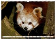 Kleiner Panda auf Entdeckungstour (hochwertiger Premium Wandkalender 2024 DIN A2 quer), Kunstdruck in Hochglanz - Abbildung 4