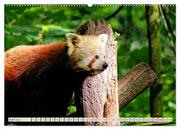 Kleiner Panda auf Entdeckungstour (hochwertiger Premium Wandkalender 2024 DIN A2 quer), Kunstdruck in Hochglanz - Abbildung 5