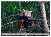 Kleiner Panda auf Entdeckungstour (hochwertiger Premium Wandkalender 2024 DIN A2 quer), Kunstdruck in Hochglanz - Abbildung 6