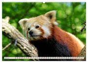 Kleiner Panda auf Entdeckungstour (hochwertiger Premium Wandkalender 2024 DIN A2 quer), Kunstdruck in Hochglanz - Abbildung 8