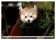Kleiner Panda auf Entdeckungstour (hochwertiger Premium Wandkalender 2024 DIN A2 quer), Kunstdruck in Hochglanz - Abbildung 9