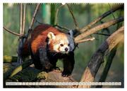 Kleiner Panda auf Entdeckungstour (hochwertiger Premium Wandkalender 2024 DIN A2 quer), Kunstdruck in Hochglanz - Abbildung 12