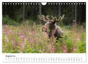Finnland: eine tierische Entdeckungsreise (Wandkalender 2024 DIN A4 quer), CALVENDO Monatskalender - Abbildung 10