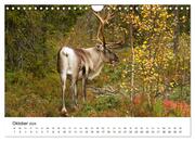 Finnland: eine tierische Entdeckungsreise (Wandkalender 2024 DIN A4 quer), CALVENDO Monatskalender - Abbildung 12