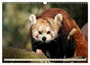 Kleiner Panda auf Entdeckungstour (Wandkalender 2024 DIN A3 quer), CALVENDO Monatskalender - Abbildung 4
