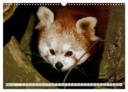Kleiner Panda auf Entdeckungstour (Wandkalender 2024 DIN A3 quer), CALVENDO Monatskalender - Abbildung 5
