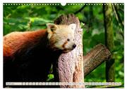 Kleiner Panda auf Entdeckungstour (Wandkalender 2024 DIN A3 quer), CALVENDO Monatskalender - Abbildung 6