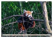 Kleiner Panda auf Entdeckungstour (Wandkalender 2024 DIN A3 quer), CALVENDO Monatskalender - Abbildung 7