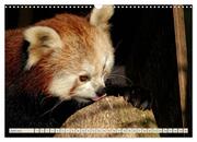 Kleiner Panda auf Entdeckungstour (Wandkalender 2024 DIN A3 quer), CALVENDO Monatskalender - Abbildung 8