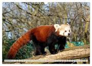 Kleiner Panda auf Entdeckungstour (Wandkalender 2024 DIN A3 quer), CALVENDO Monatskalender - Abbildung 11
