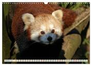 Kleiner Panda auf Entdeckungstour (Wandkalender 2024 DIN A3 quer), CALVENDO Monatskalender - Abbildung 12