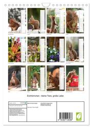 Eichhörnchen - kleine Tiere, große Liebe (Wandkalender 2024 DIN A4 hoch), CALVENDO Monatskalender - Abbildung 1