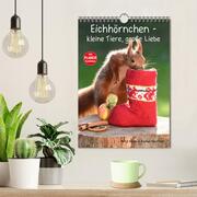 Eichhörnchen - kleine Tiere, große Liebe (Wandkalender 2024 DIN A4 hoch), CALVENDO Monatskalender - Abbildung 2