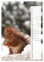 Eichhörnchen - kleine Tiere, große Liebe (Wandkalender 2024 DIN A4 hoch), CALVENDO Monatskalender - Abbildung 3
