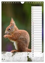 Eichhörnchen - kleine Tiere, große Liebe (Wandkalender 2024 DIN A4 hoch), CALVENDO Monatskalender - Abbildung 4