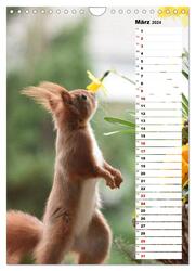 Eichhörnchen - kleine Tiere, große Liebe (Wandkalender 2024 DIN A4 hoch), CALVENDO Monatskalender - Abbildung 5