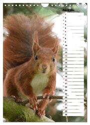 Eichhörnchen - kleine Tiere, große Liebe (Wandkalender 2024 DIN A4 hoch), CALVENDO Monatskalender - Abbildung 6