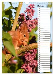 Eichhörnchen - kleine Tiere, große Liebe (Wandkalender 2024 DIN A4 hoch), CALVENDO Monatskalender - Abbildung 7