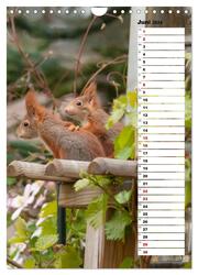 Eichhörnchen - kleine Tiere, große Liebe (Wandkalender 2024 DIN A4 hoch), CALVENDO Monatskalender - Abbildung 8