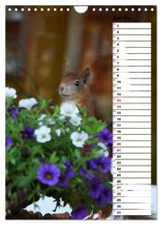 Eichhörnchen - kleine Tiere, große Liebe (Wandkalender 2024 DIN A4 hoch), CALVENDO Monatskalender - Abbildung 9