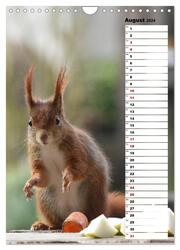 Eichhörnchen - kleine Tiere, große Liebe (Wandkalender 2024 DIN A4 hoch), CALVENDO Monatskalender - Abbildung 10