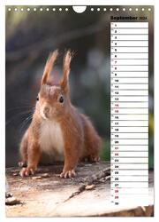 Eichhörnchen - kleine Tiere, große Liebe (Wandkalender 2024 DIN A4 hoch), CALVENDO Monatskalender - Abbildung 11