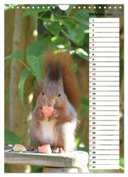 Eichhörnchen - kleine Tiere, große Liebe (Wandkalender 2024 DIN A4 hoch), CALVENDO Monatskalender - Abbildung 12