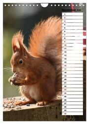 Eichhörnchen - kleine Tiere, große Liebe (Wandkalender 2024 DIN A4 hoch), CALVENDO Monatskalender - Abbildung 13