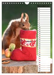 Eichhörnchen - kleine Tiere, große Liebe (Wandkalender 2024 DIN A4 hoch), CALVENDO Monatskalender - Abbildung 14