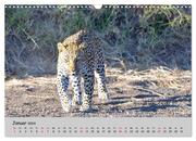 Leoparden - groß und klein (Wandkalender 2024 DIN A3 quer), CALVENDO Monatskalender - Abbildung 3