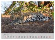 Leoparden - groß und klein (Wandkalender 2024 DIN A3 quer), CALVENDO Monatskalender - Abbildung 5