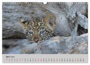 Leoparden - groß und klein (Wandkalender 2024 DIN A3 quer), CALVENDO Monatskalender - Abbildung 6