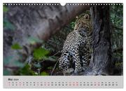Leoparden - groß und klein (Wandkalender 2024 DIN A3 quer), CALVENDO Monatskalender - Abbildung 7