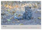 Leoparden - groß und klein (Wandkalender 2024 DIN A3 quer), CALVENDO Monatskalender - Abbildung 8