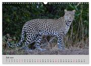 Leoparden - groß und klein (Wandkalender 2024 DIN A3 quer), CALVENDO Monatskalender - Abbildung 9