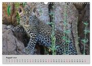 Leoparden - groß und klein (Wandkalender 2024 DIN A3 quer), CALVENDO Monatskalender - Abbildung 10