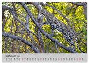 Leoparden - groß und klein (Wandkalender 2024 DIN A3 quer), CALVENDO Monatskalender - Abbildung 11