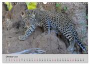 Leoparden - groß und klein (Wandkalender 2024 DIN A3 quer), CALVENDO Monatskalender - Abbildung 12