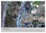 Leoparden - groß und klein (Wandkalender 2024 DIN A3 quer), CALVENDO Monatskalender - Abbildung 13