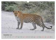 Leoparden - groß und klein (Wandkalender 2024 DIN A3 quer), CALVENDO Monatskalender - Abbildung 14