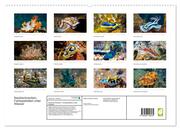 Nacktschnecken, Farbspektakel unter Wasser (hochwertiger Premium Wandkalender 2024 DIN A2 quer), Kunstdruck in Hochglanz - Abbildung 1