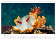 Nacktschnecken, Farbspektakel unter Wasser (hochwertiger Premium Wandkalender 2024 DIN A2 quer), Kunstdruck in Hochglanz - Abbildung 2