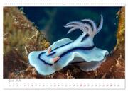 Nacktschnecken, Farbspektakel unter Wasser (hochwertiger Premium Wandkalender 2024 DIN A2 quer), Kunstdruck in Hochglanz - Abbildung 5