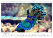 Nacktschnecken, Farbspektakel unter Wasser (hochwertiger Premium Wandkalender 2024 DIN A2 quer), Kunstdruck in Hochglanz - Abbildung 8