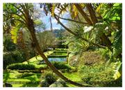 Terra Nostra Garten - ein botanisches Juwel auf den Azoren (hochwertiger Premium Wandkalender 2024 DIN A2 quer), Kunstdruck in Hochglanz - Abbildung 12